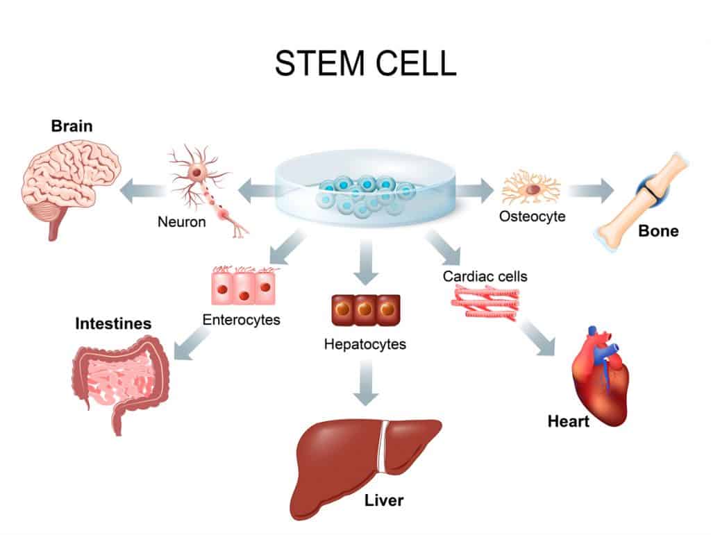 stem cells